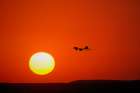Hyacinth macaws silhouetted at sunset, Pantanal, Brazil Art Print